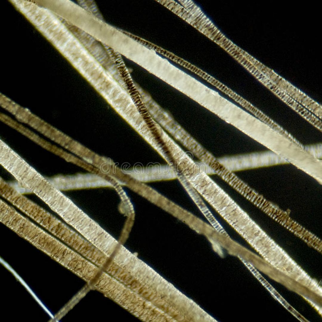 PELO AL MICROSCOPIO (8)