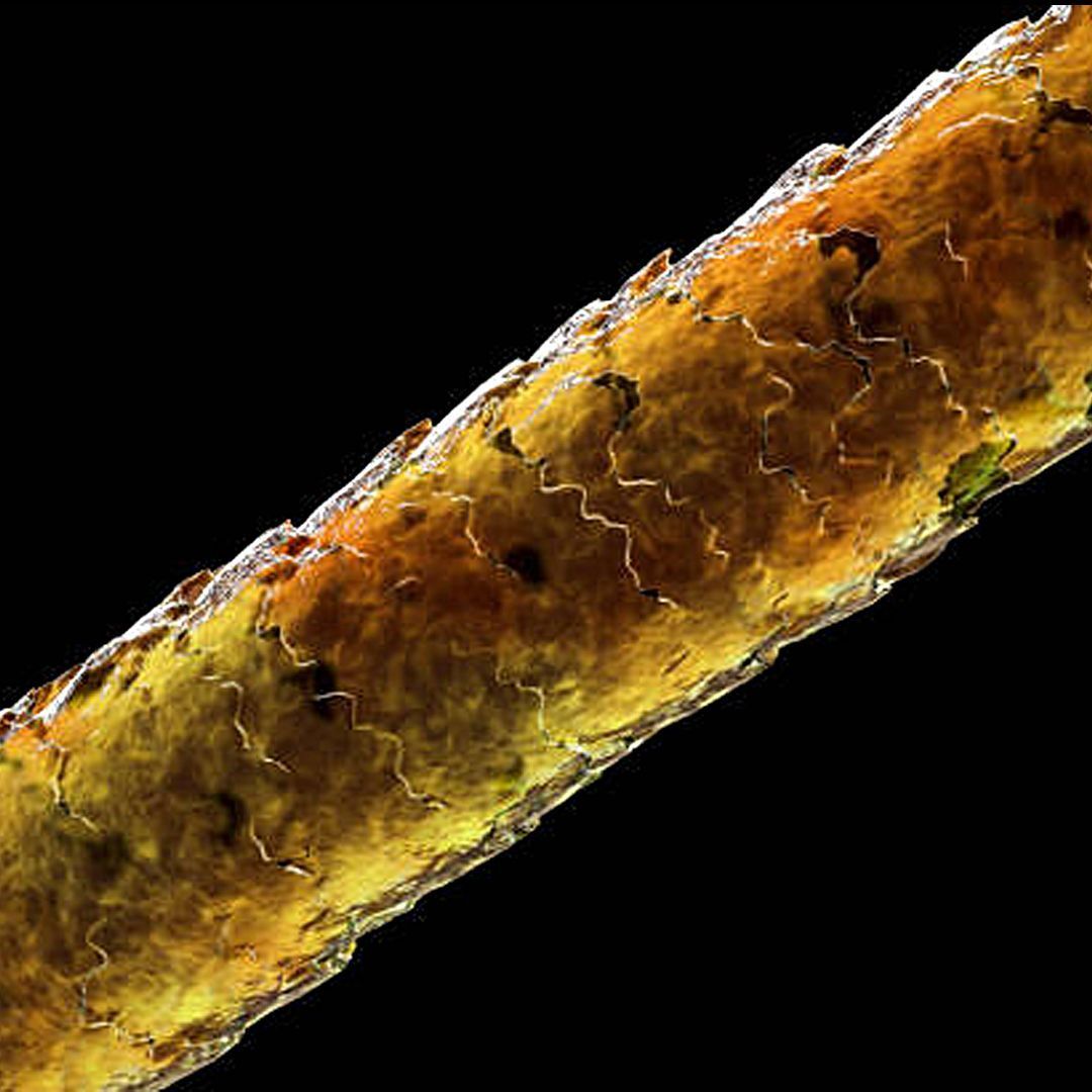 PELO AL MICROSCOPIO (1)